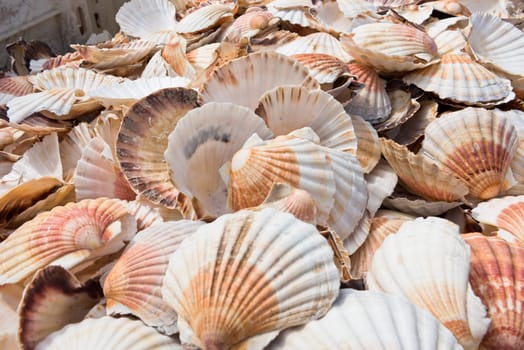 Heap of scallop shells as a background texture