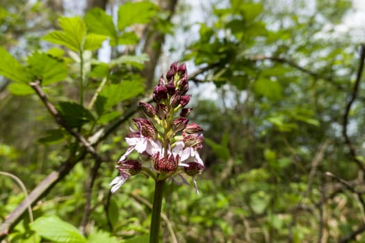 Purpur-Knabenkraut (Orchis purpurea) - blühende Pflanze, Nordrhein-Westfalen, Deutschland, Bad Münstereifel