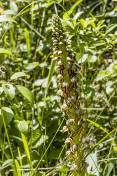 Ohnhorn (Orchis anthropophora, Syn. Aceras anthropophorum), wilde Orchidee, Nordrhein-Westfalen, Deutschland, Zülpich