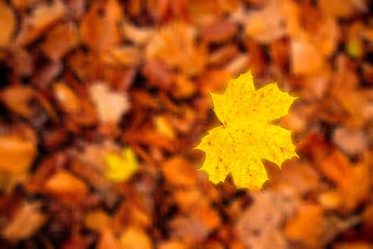 maple leaf in autumnal colors on a milky glass