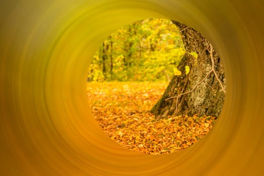 autumnal painted leaves with an old tree, view to a blurred tunnel