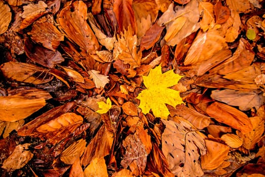 maple leaf in autumnal colors on a forest floor