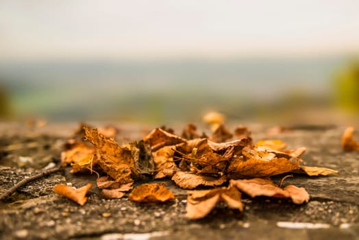 autumnal painted leaves on a castle wall with blurred landscape in the background