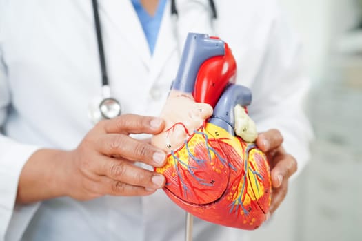 Cardiovascular disease CVD, doctor with heart human model anatomy for treatment patient in hospital.