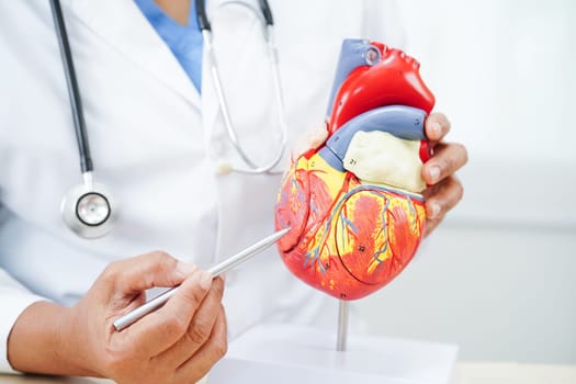 Cardiovascular disease CVD, doctor with heart human model anatomy for treatment patient in hospital.
