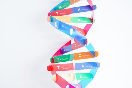 DNA molecule spiral structure model isolated on white background, chromosome and gene chemical science biology.