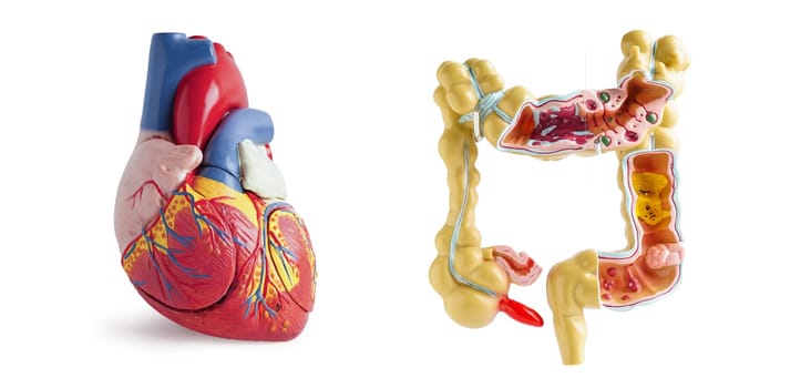 Heart and Intestine model isolated on white background, doctor holding anatomy model for study diagnosis and treatment in hospital.