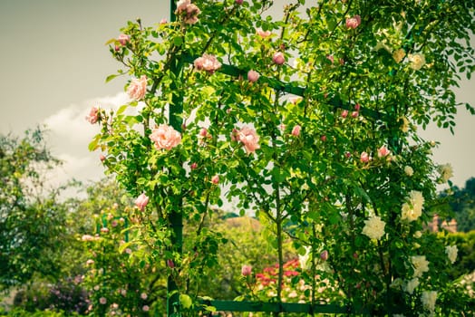 Bush of beautiful climbing roses in a garden. Filtered shot