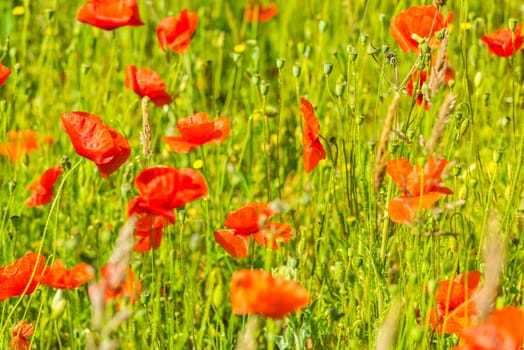 Red poppies in a summer meadow on sunny day. Horizontal shot