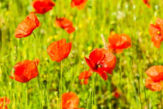 Red poppies in a summer meadow on sunny day. Horizontal shot