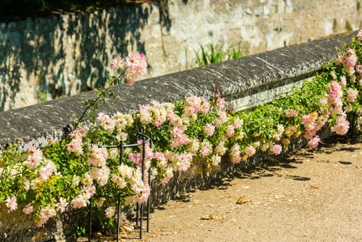 Bush of beautiful roses in a garden. Horizontal shot with a selective focus