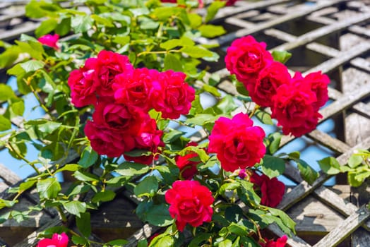 Bush of beautiful roses in a garden. Horizontal shot