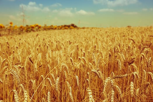 Ripe Cereal field. Shot with a selective focus
