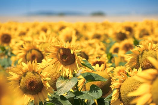 Sunflowers Field. Bright Blue Sky. Horizontal shot