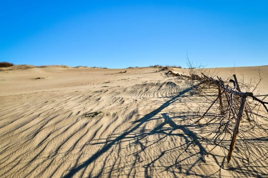 Beautiful view of nordic sand dunes and protective fences at Curonian spit, Nida, Klaipeda, Lithuania. Buried wood, desert and sand, sunny blue sky. Sand patterns