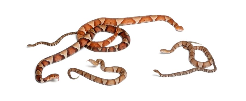 male and female and babies Copperhead snake or highland moccasin - Agkistrodon contortrix, poisonous, white background