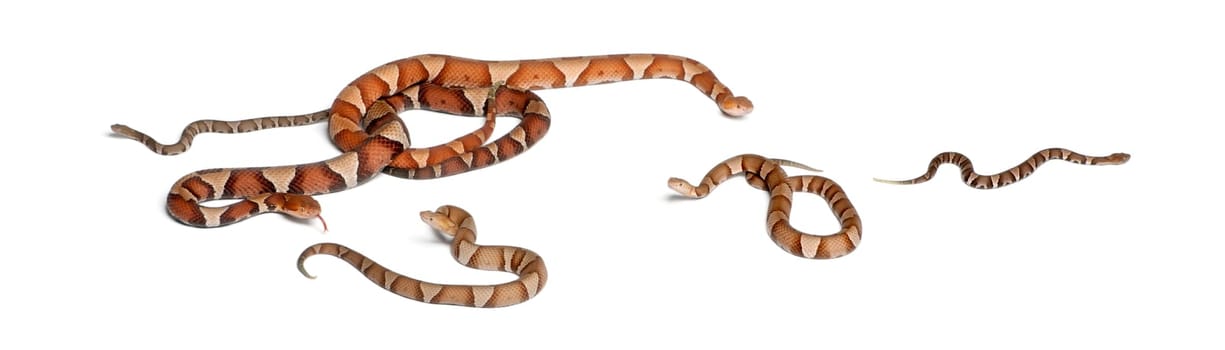 male and female and babies Copperhead snake or highland moccasin - Agkistrodon contortrix, poisonous, white background