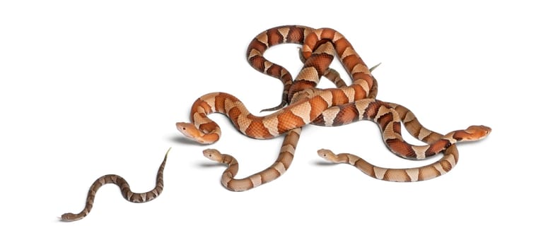 male and female and babies Copperhead snake or highland moccasin - Agkistrodon contortrix, poisonous, white background