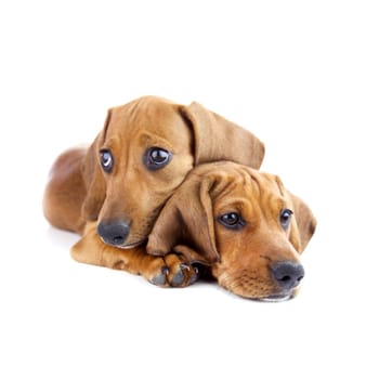 Dogs /  Two cute Dachshund Puppies / Isolated on white background