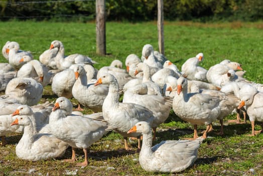 Geese gaggle grazing on green grass on farm