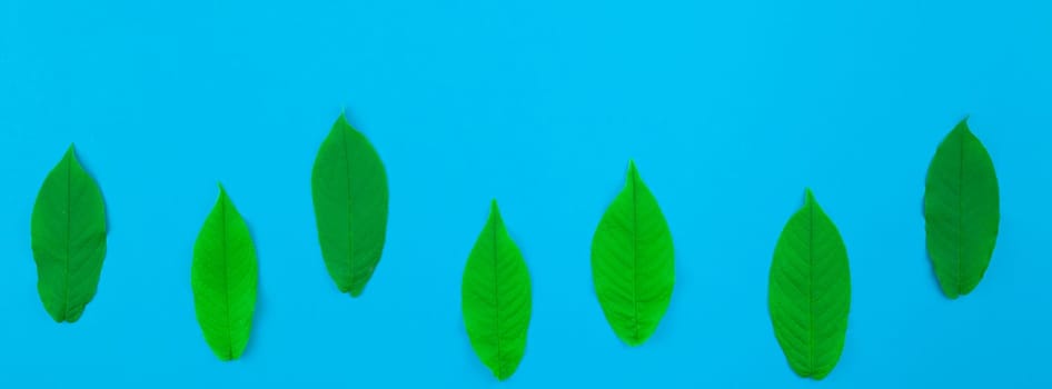 Creative flat lay top view pattern with fresh green leaves on bright blue background with copy space in minimal pop art style, template for text. Long wide banner
