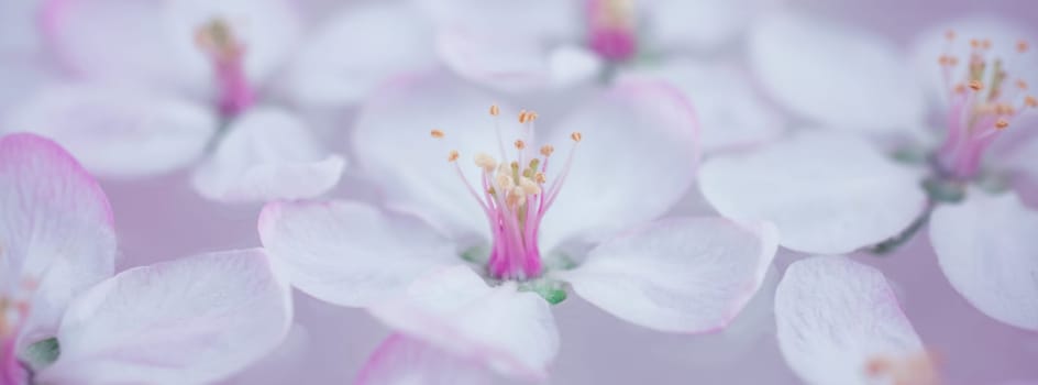 Close up of white spring blossoming apple tree flowers floating in aroma bowl of water. Spa and wellness concept. Long wide banner