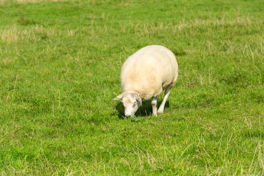 one white sheep eats green grass at farm