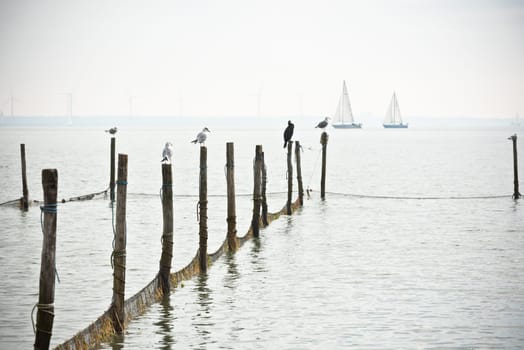 Northern Sea landscape: still water and birds on wooden posts