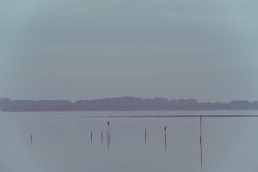 Northern Sea landscape: still water and birds on wooden posts. Toned image