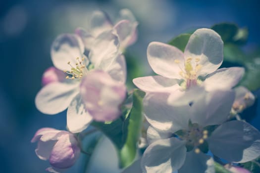 Apple blossoms over blurred nature background. Spring flowers creative macro image with bokeh. Shallow depth of field