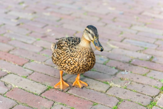 small wild duck on a pavement. horizontal shot