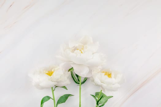 Beautiful blooming white peony flowers on marble background with copy space in minimal style, template for postcard, lettering, text or your design. Wedding invitation and celebration greeting concept