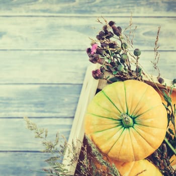 Square Top view of autumn orange pumpkins and dry flowers and grass in box thanksgiving background over blue toned wooden table with copy space. Template for fall harvest mood text