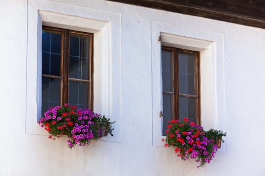 Window with flowerpots and colorful flower on a white wall