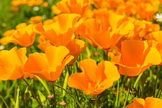 Orange poppies in a summer meadow on sunny day. Horizontal shot