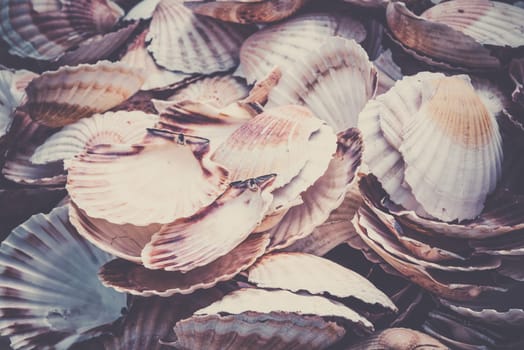 Heap of scallop shells as a background texture