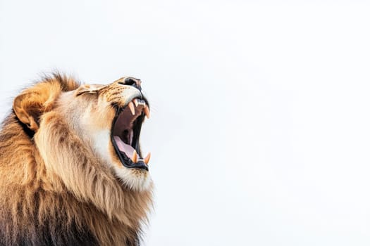 A lion sits prominently, yawning widely. Its golden mane stands out against a plain backdrop, showcasing the animals strength and regal appearance.