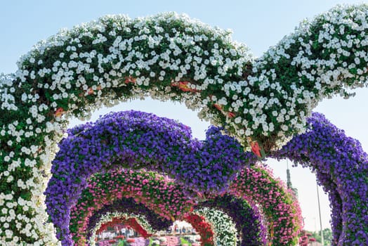 UAE, DUBAI - DECEMBER 30: dubai miracle garden with over million flowers on a sunny day December 30, 2014