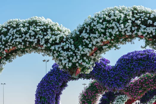 UAE, DUBAI - DECEMBER 30: dubai miracle garden with over million flowers on a sunny day December 30, 2014