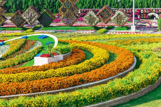 UAE, DUBAI - DECEMBER 30: dubai miracle garden with over million flowers on a sunny day December 30, 2014