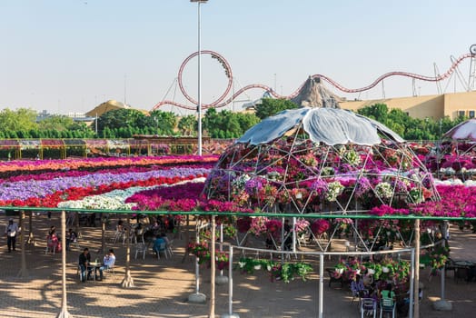 UAE, DUBAI - DECEMBER 30: dubai miracle garden with over million flowers on a sunny day December 30, 2014