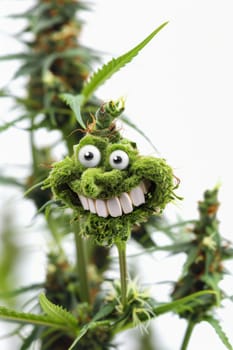 cannibis buds with a happy realistic face on a cannibis plant . AI generative.