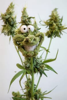 cannibis buds with a happy realistic face on a cannibis plant . AI generative.