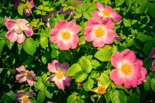 Bush of beautiful pink dog-roses in a garden. Filtered shot