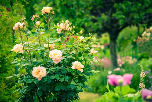Bush of beautiful roses in a garden. Filtered shot