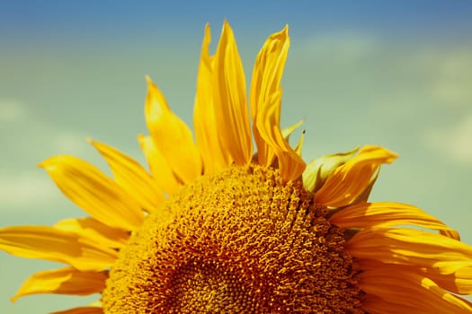 Sunflower Close up. Filtered shot with a selective focus