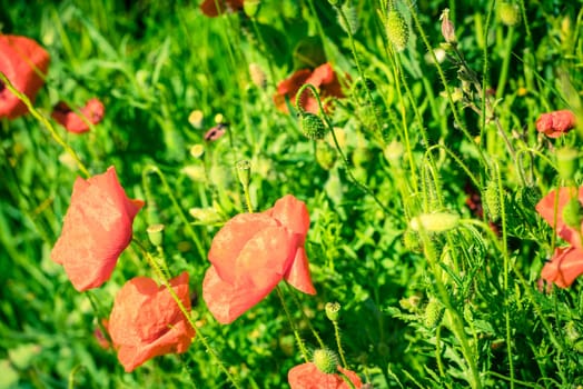 Red poppies in a summer meadow on sunny day. Horizontal shot