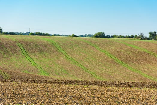Agricultural field on a hill with young sprouts. Horizontal shot