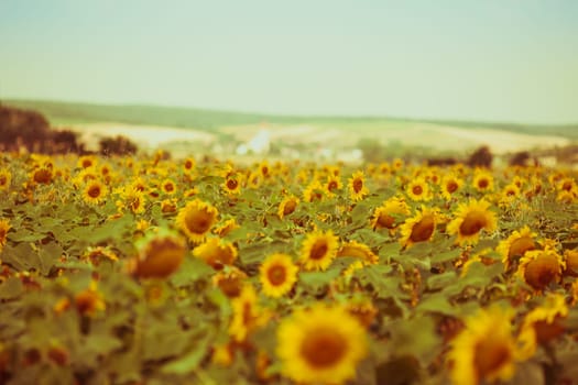 Bright Summer Sunflowers Field. Horizontal filtered shot