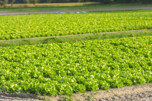 Cultivated field: fresh green salad bed rows. Shot with a selective focus